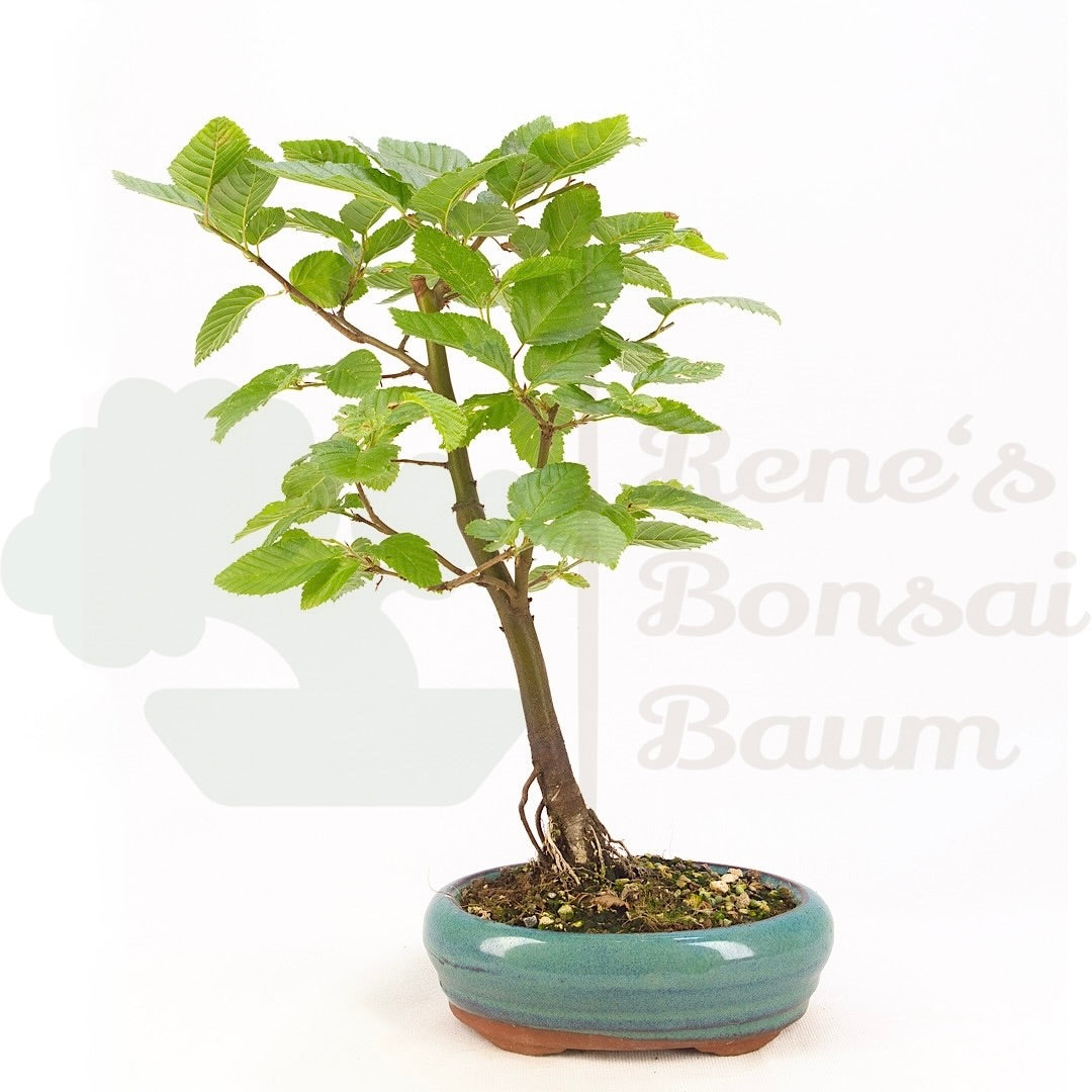 Hainbuche 'Carpinus betulus`